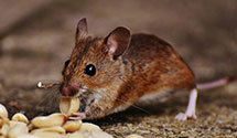 24 Hour & Emergency Exterminators in Uppr Moreland, PA